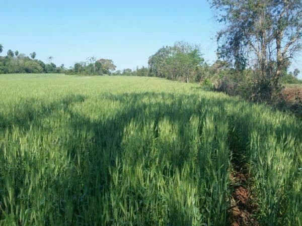 Terreno en venta – 70 hectáreas sobre el río paraná, foto 5