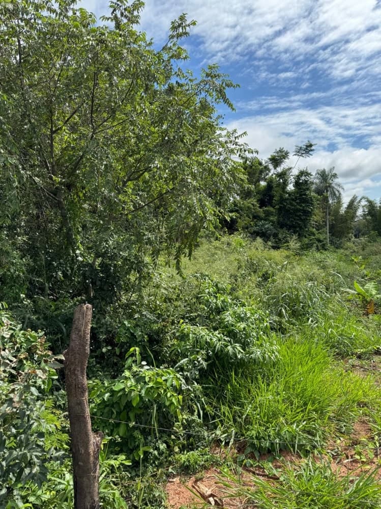 Terreno 2,5 ha en Yataity del Norte – Ideal para Agricultura — foto 2