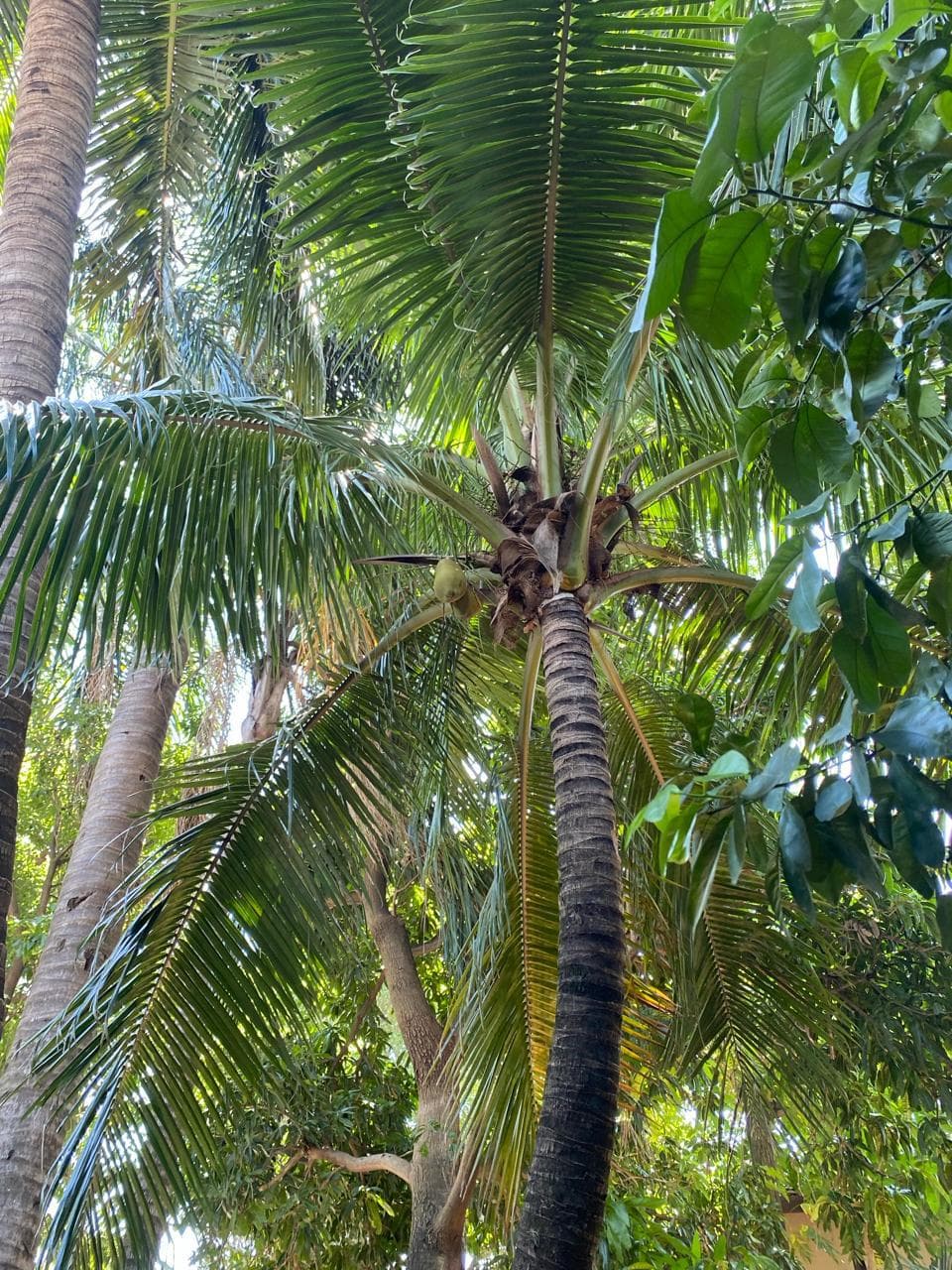 en Mburucuya, excelente ubicación — foto 4