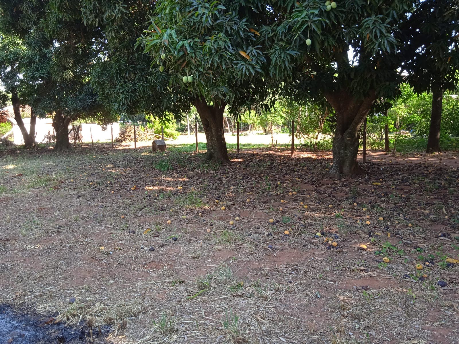 Terreno - ypane, foto 2