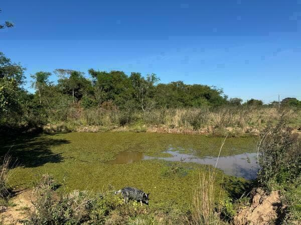 Propiedad en arroyos y esteros – 48 hectáreas (16 hectáreas de pasto)*, foto 4