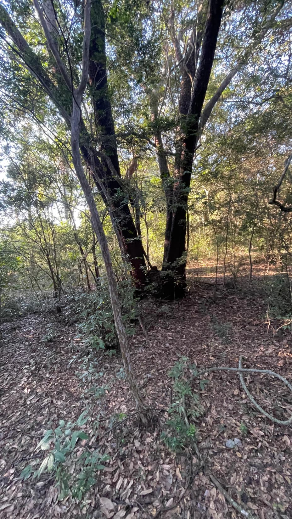 5 Hectáreas Con Casa En Eusebio Ayala A 2,5 Km De Ruta 2, foto 2