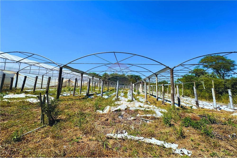 Finca Agrícola de 13 Hectáreas en Nueva Colombia - Alta Producción Hortícola, foto 3