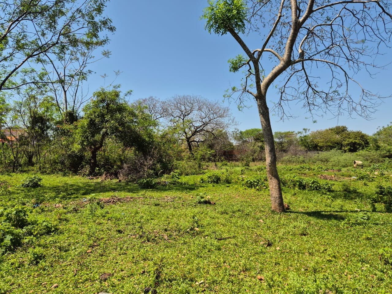 Amplio terreno 3.492 m² en Luque, foto 4