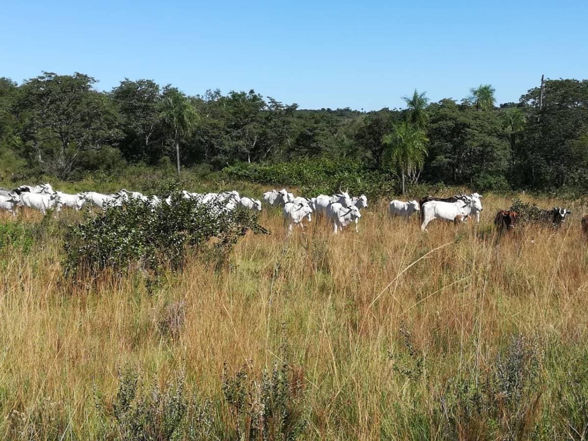 estancia en Caapucu - Departamento de Paraguarí, foto 1