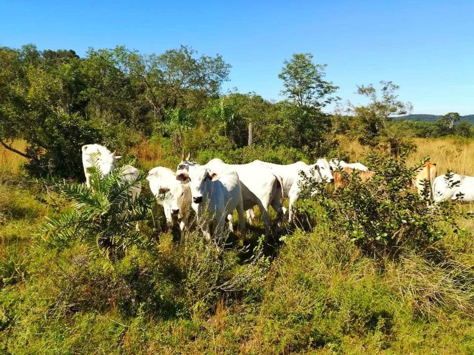 Oferta Vendo Estancia Formada En Caapucu A Tranquera Cerrada Con 150 Cabezas — foto principal