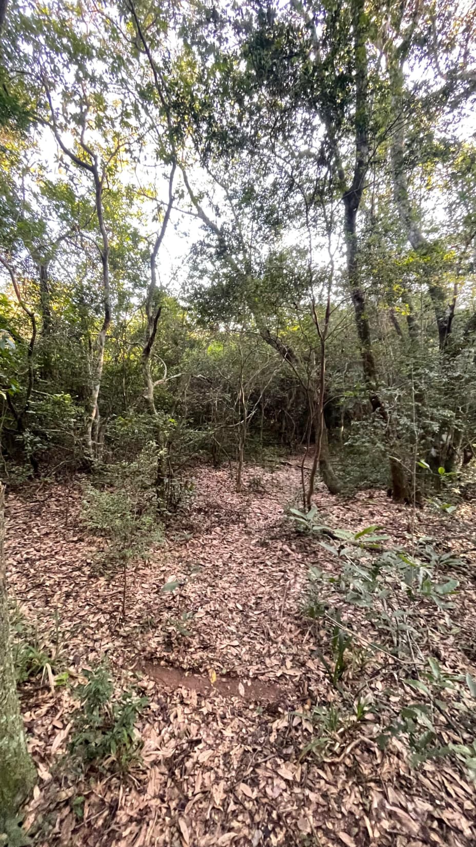 5 Hectáreas Con Casa En Eusebio Ayala A 2,5 Km De Ruta 2, foto 3