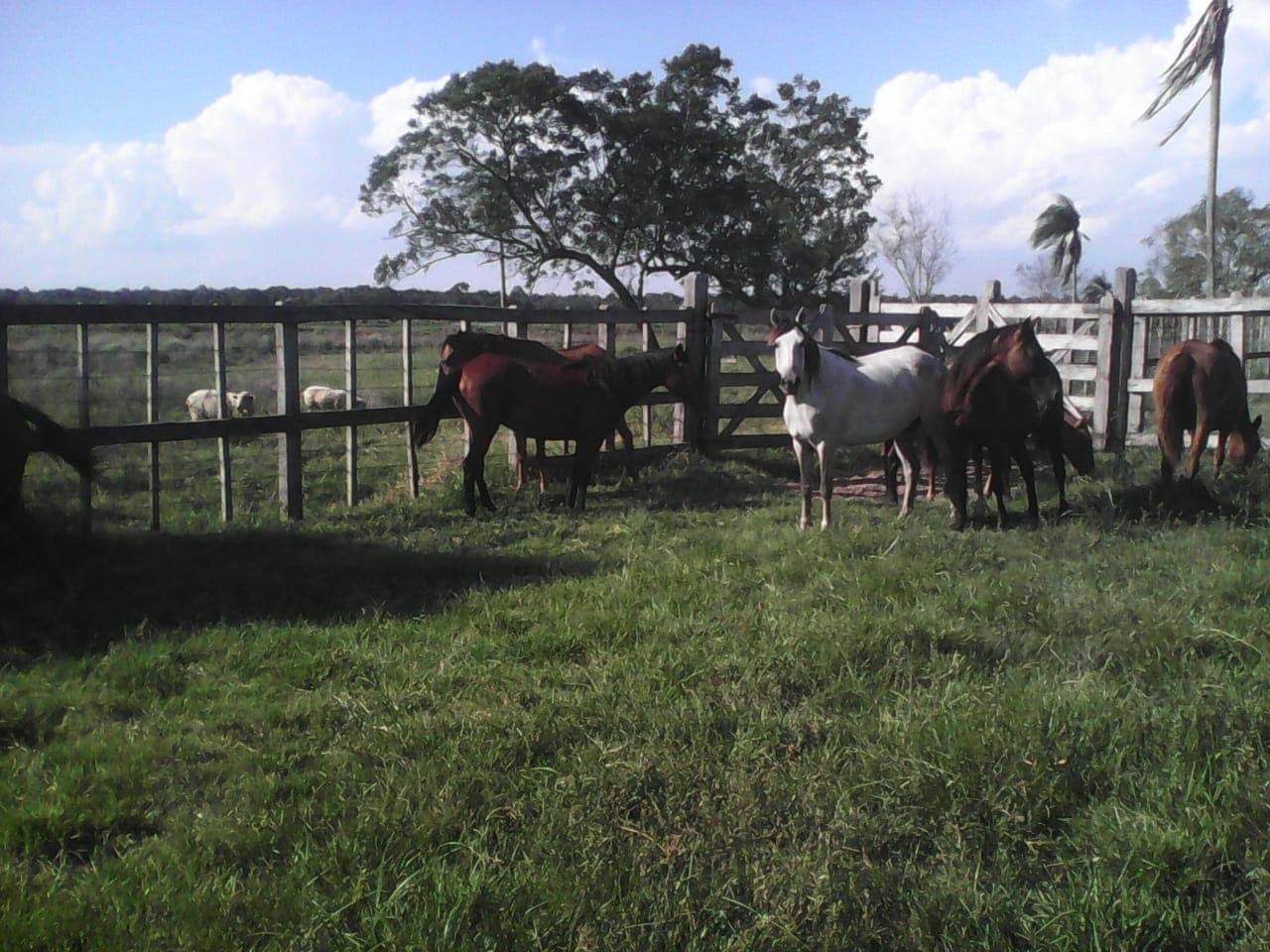 Estancia de 660 hectareas - clcs4806535 — foto 5
