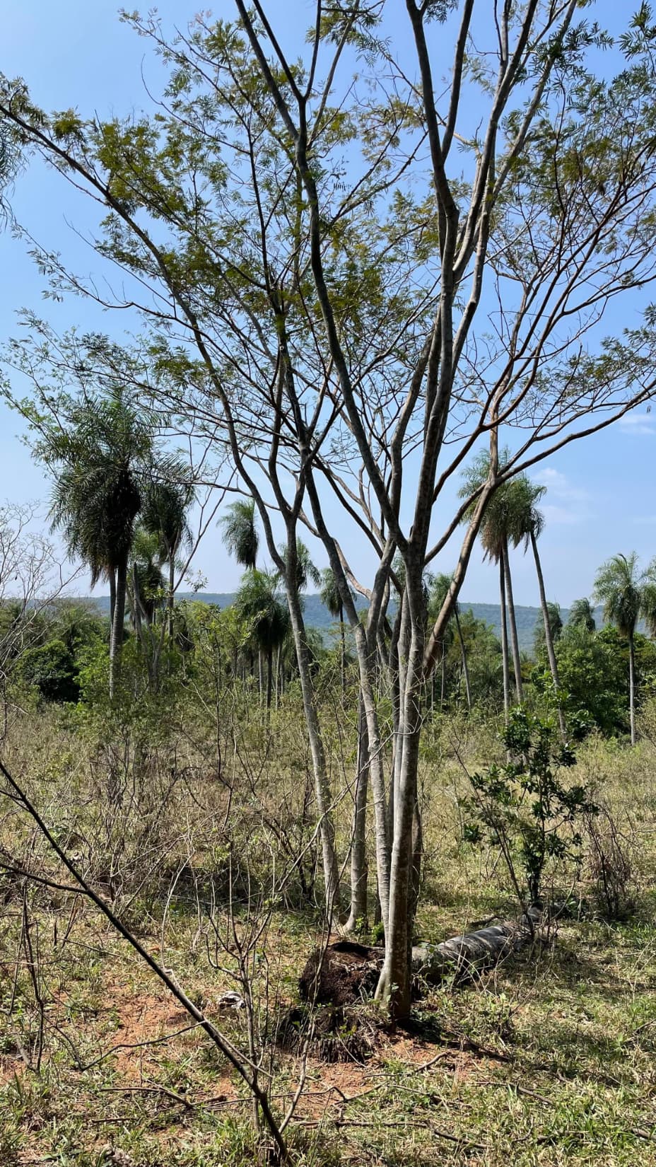 8,6 Hectáreas En Ytumi - Caacupé A 3 Km Aprox De Ruta 2, foto 2