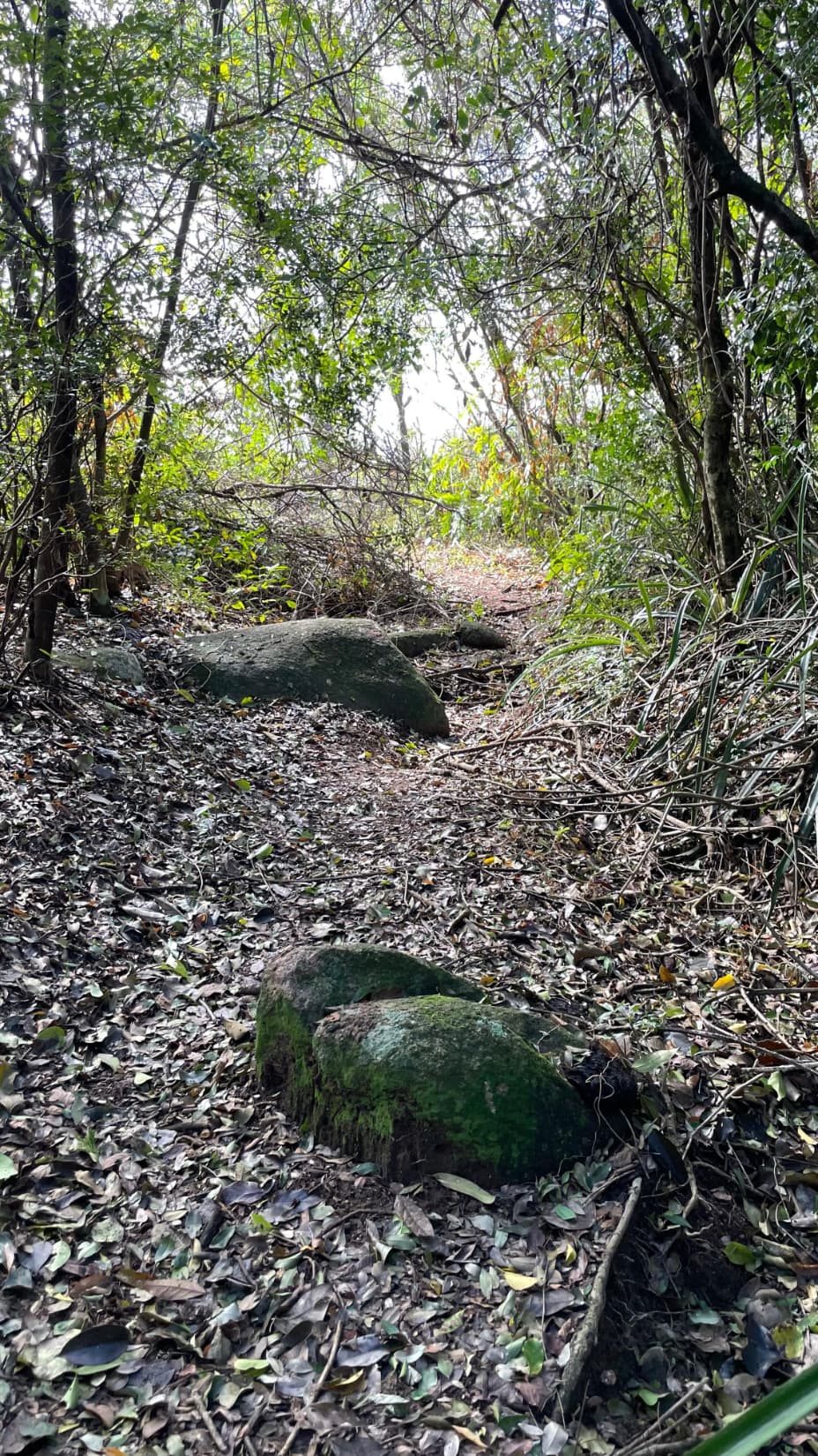 19 hectáreas en Quiindy con hermoso arroyo, foto 4