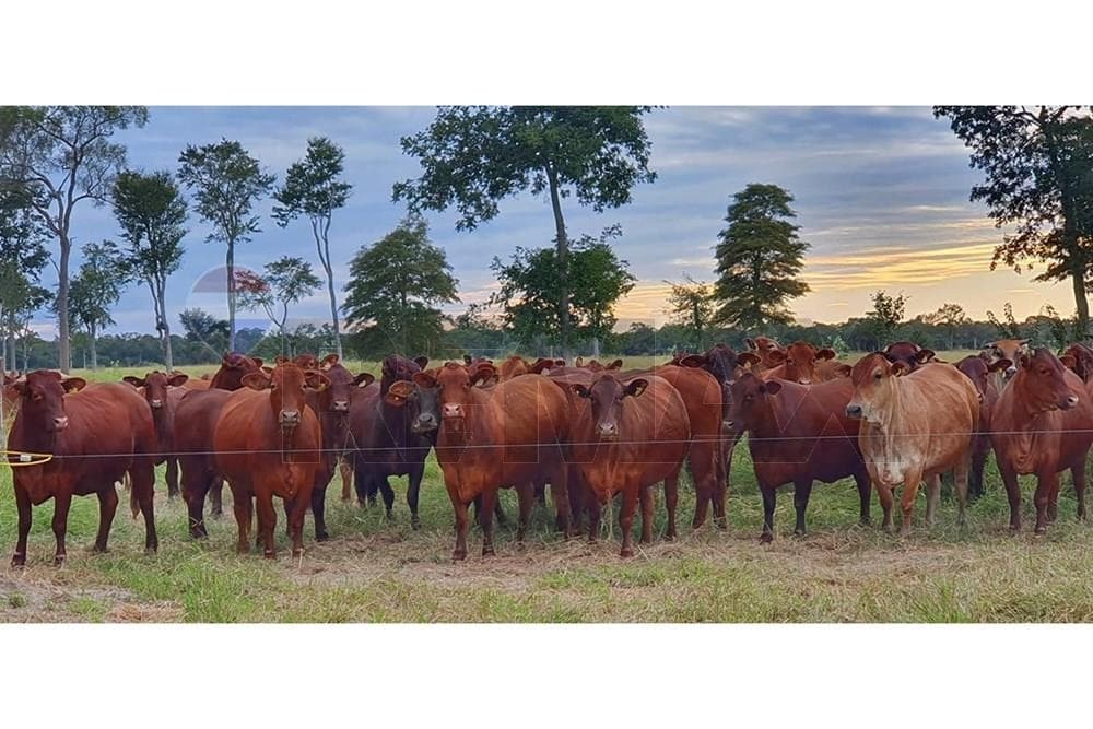 Estancia en el chaco paraguayo — foto 1