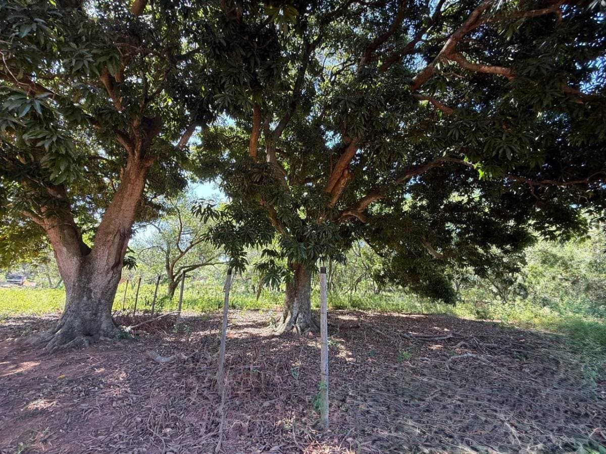 hermoso terreno en Luque, foto 2