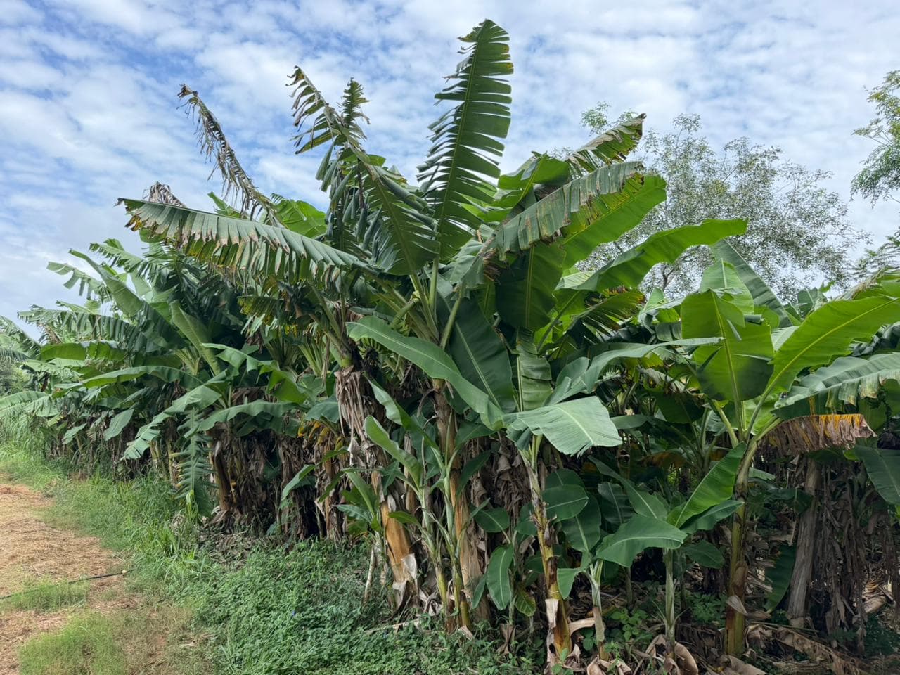 Granja De 15 Ha En Nueva Italia: Refugio Natural Con Arboles Frutales Y Nativos — foto 5