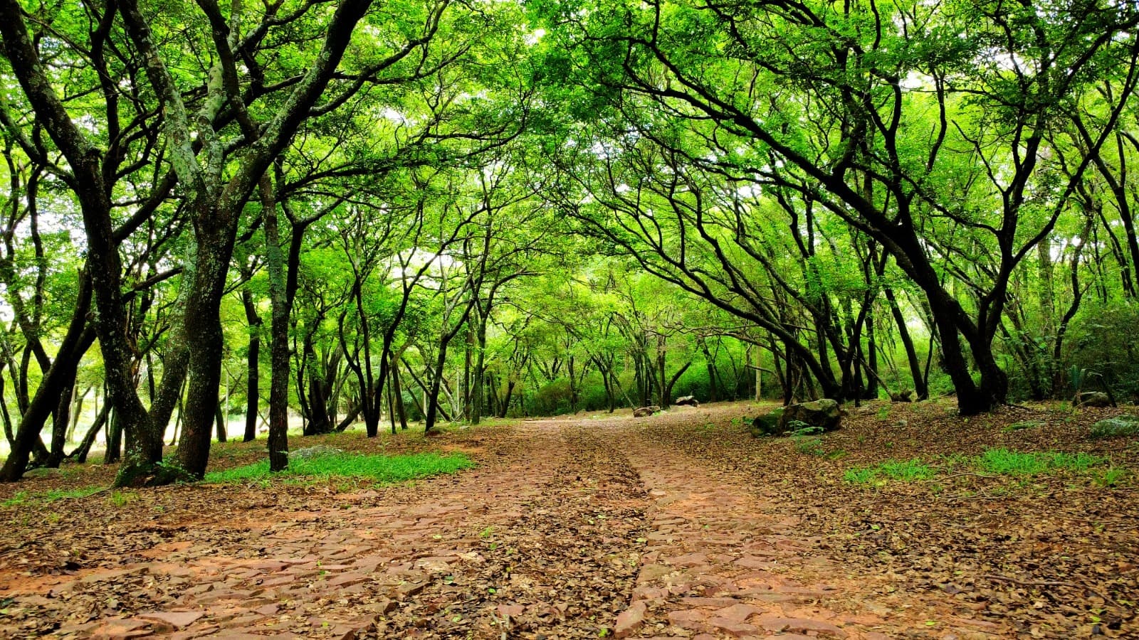 PARQUEALTO | Barrio Cerrado en Patiño, Ypacaraí, foto 4