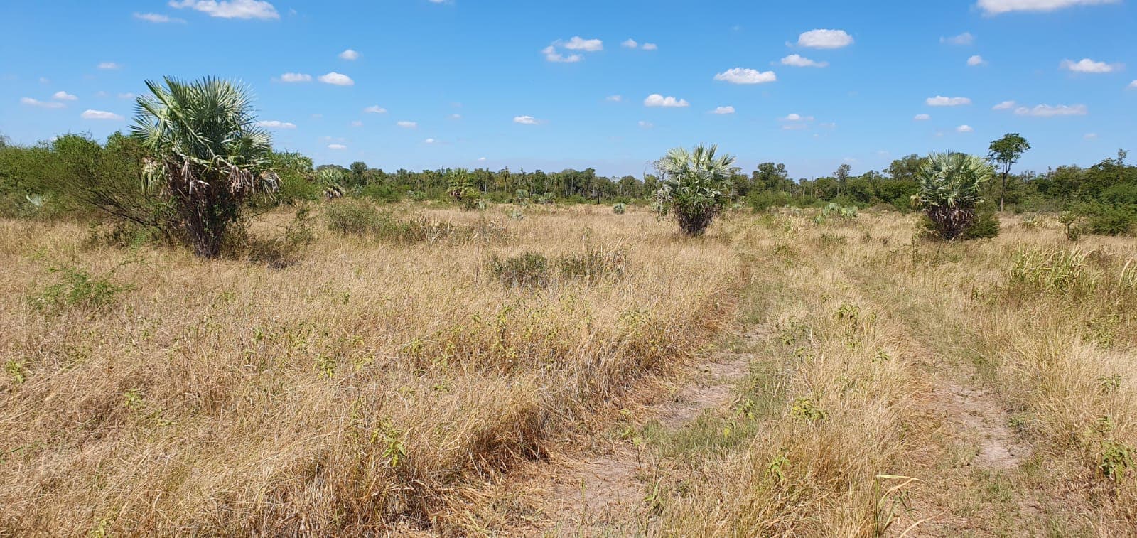 Campo de 1.328 Hectáreas en Zona Pechugon - CLCS6537028, foto 1