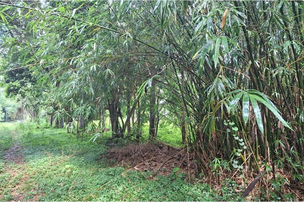 Terreno-Venta-Compañia Ybyhanguy 2da, San Bernardino, Cordillera, foto 5