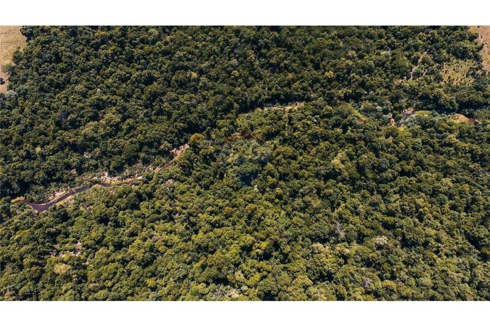 Campo fertil agroganadero en coronel oviedo, foto 2