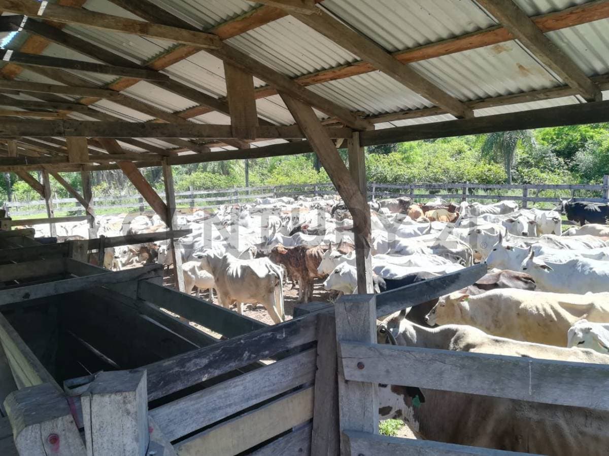 estancia en Caapucu - Departamento de Paraguarí — foto 5