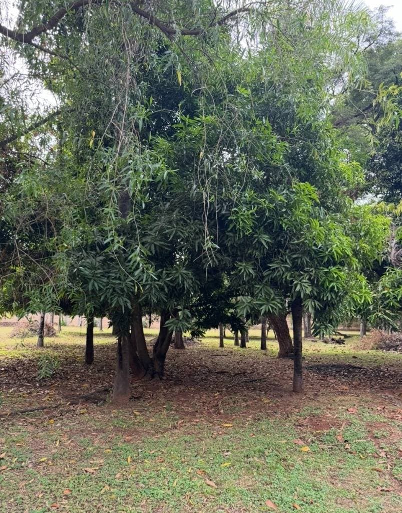Terreno ideal para desarrollo inmobiliario en Luque — foto 3