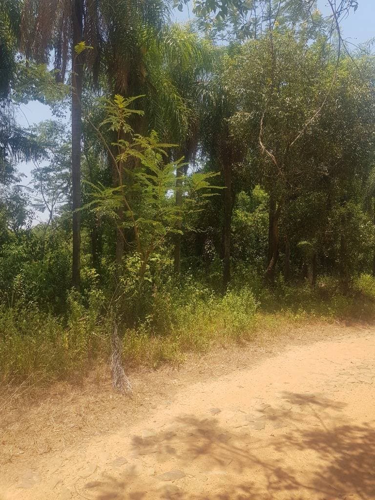 Terreno en san bernnardino zona ciervo cua, foto 2