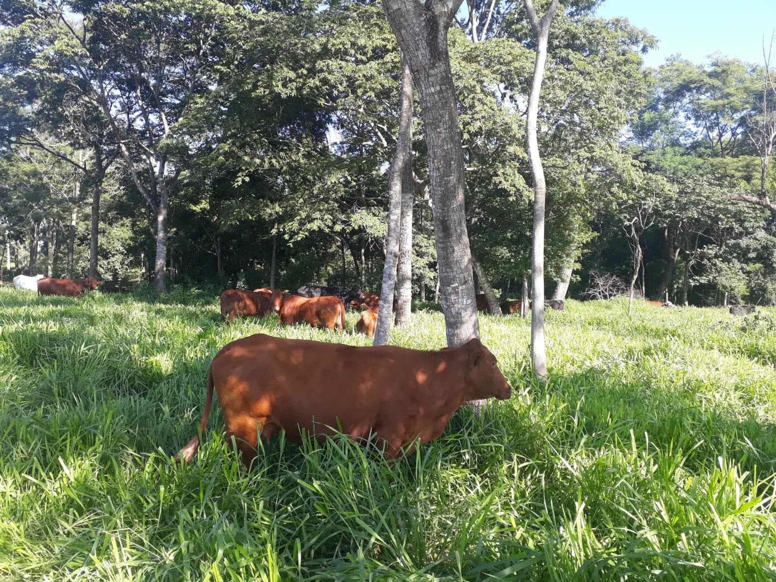 De 200 hectareas en r.i. 3 corrales caaguazu, foto 4