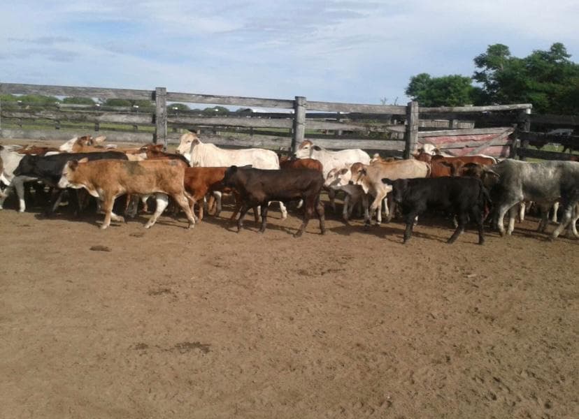 Estancia de 5.310 Hectáreas en Toro Pampa Chaco - CLCS4761214, foto 2