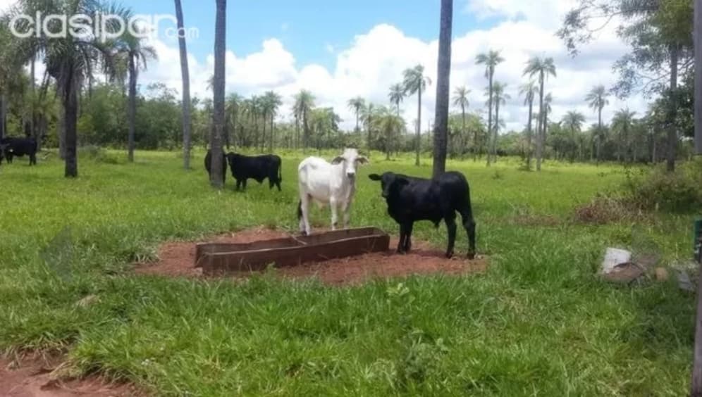 Terreno en ybucui, foto 4