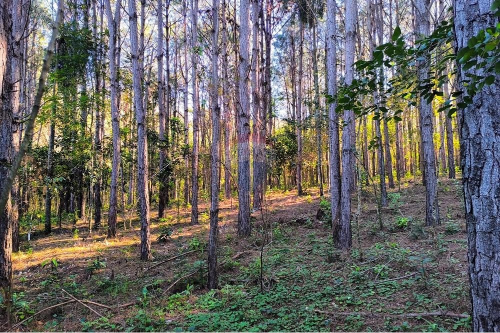 Hectáreas en Eusebio Ayala, foto 5