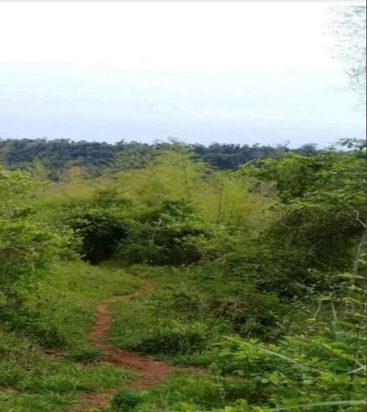 Campo de 63 Hectáreas en Alto Paraná, Los Cedrales-CLCS5607358, foto 4