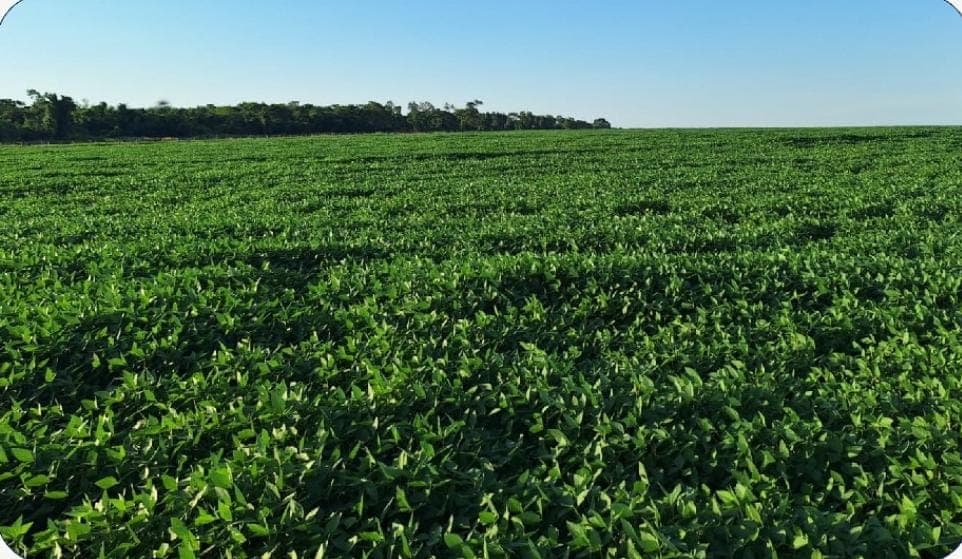 Vendo Propiedad Agrícola de 530 Hectáreas en San Pedro - CLCS7640832