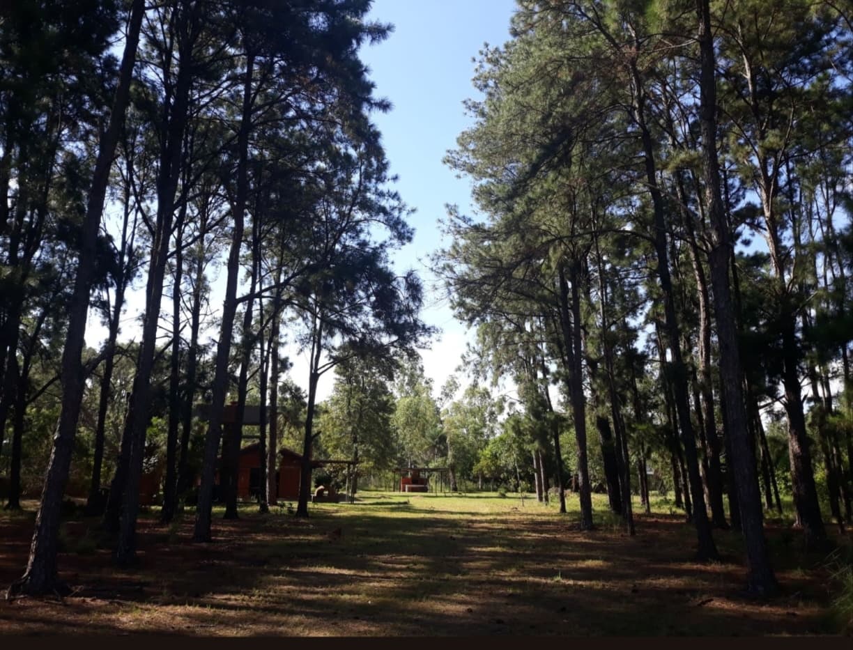 casa con amplio terreno en El Cortijo, foto 3