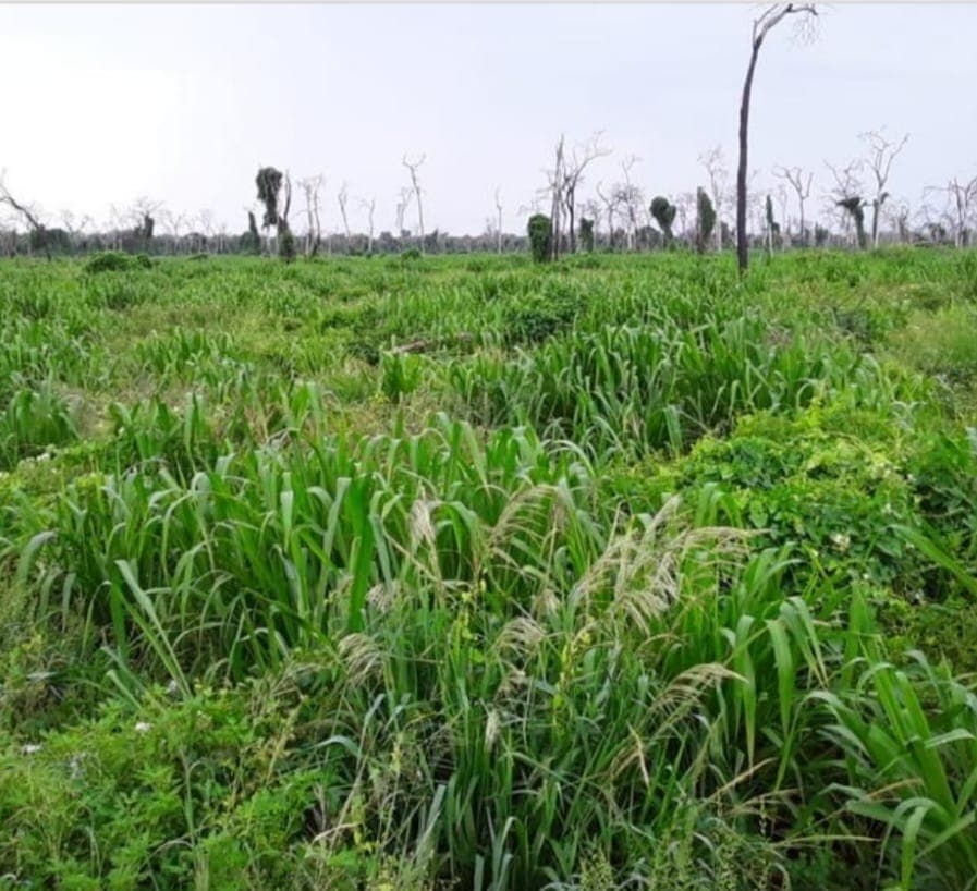 Estancia de 20.000 Hectáreas en la Zona Este de Alto Paraguay-CLCS7606330 — foto 3
