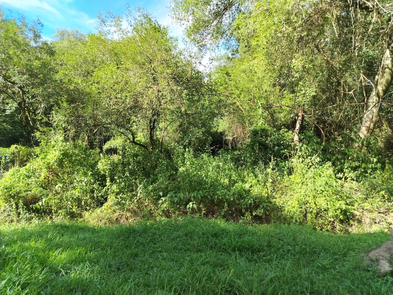 Terreno en Luque, foto 2