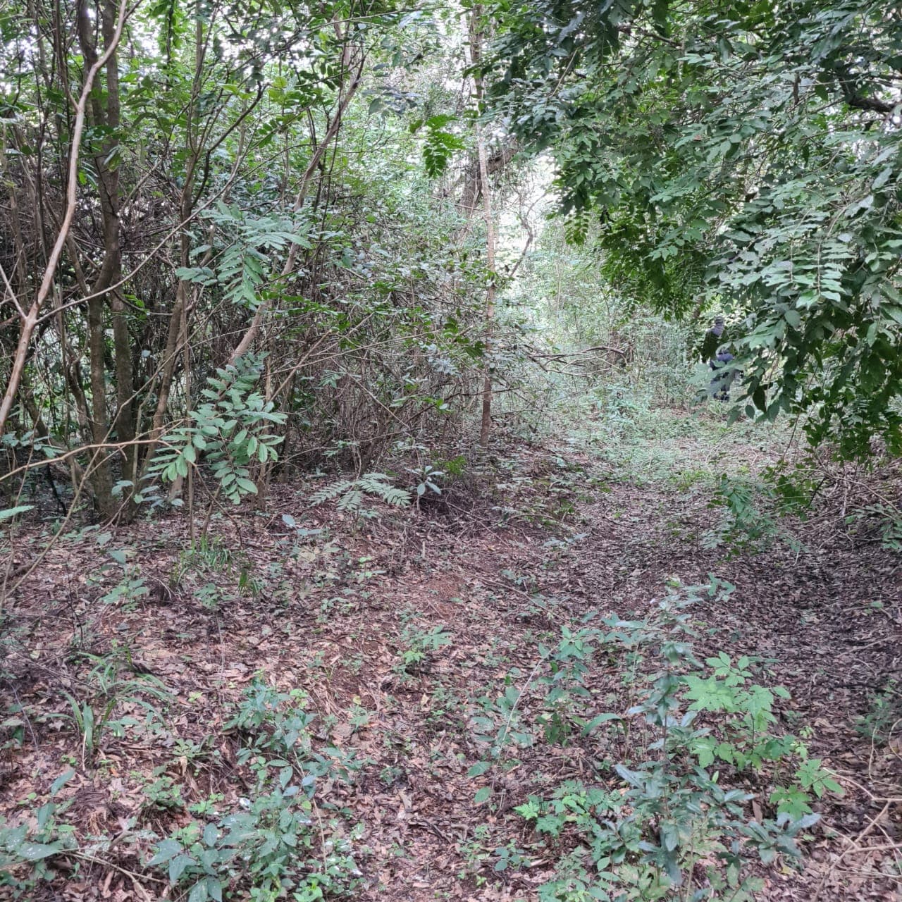 De Terreno En Atyra, foto 5