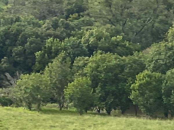 Propiedad Rural En La Paz Itapua, foto 2
