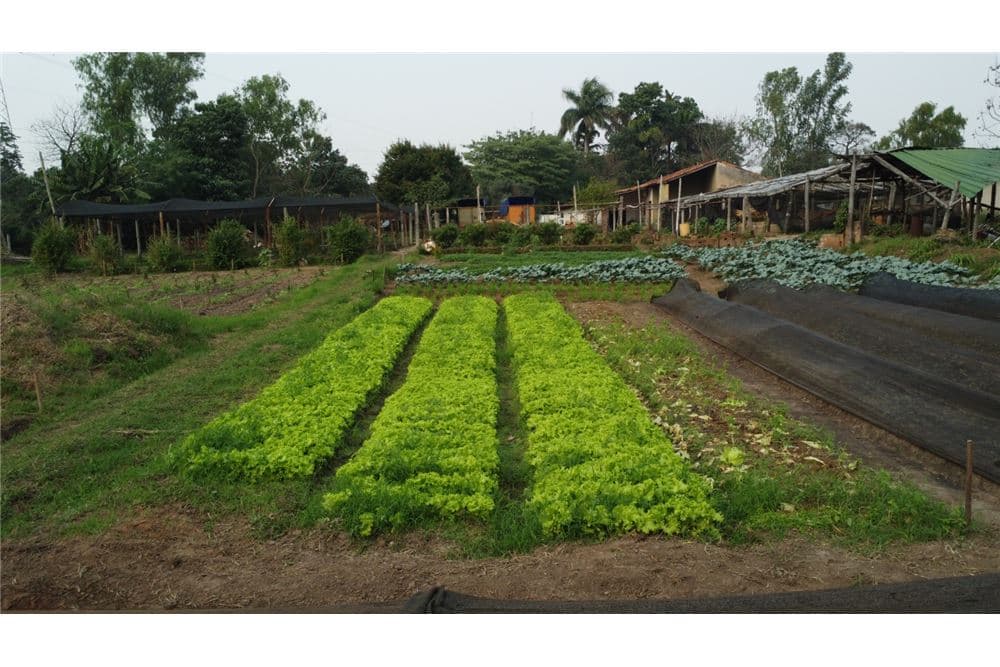 Granja productiva en itaugua, foto 3