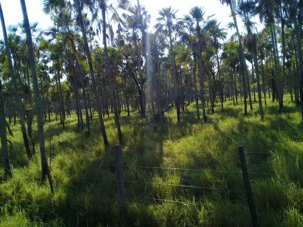 Vendo Estancia Fuerte Olimpo 6555 Hectareas