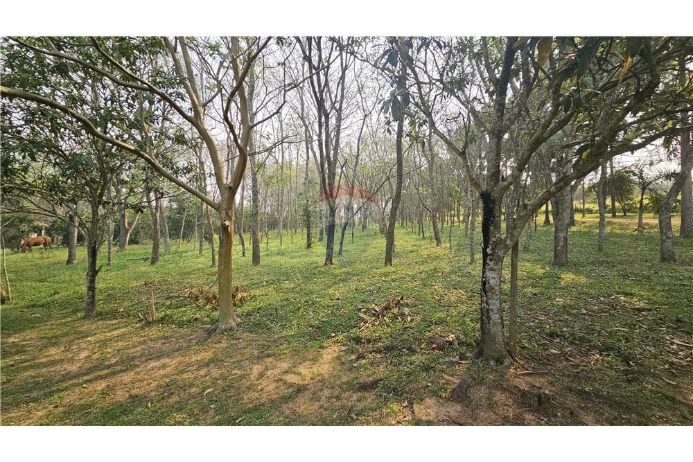 propiedad de 55 hectáreas en Itacurubi cuenta con plantación Eucalipto, foto 4