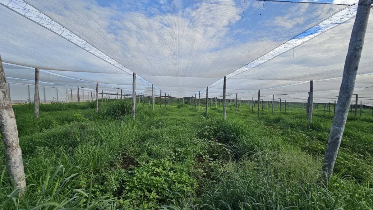 De Inmueble Rural Agrícola Ganadero En Itacurubí De La Cordillera, foto 4