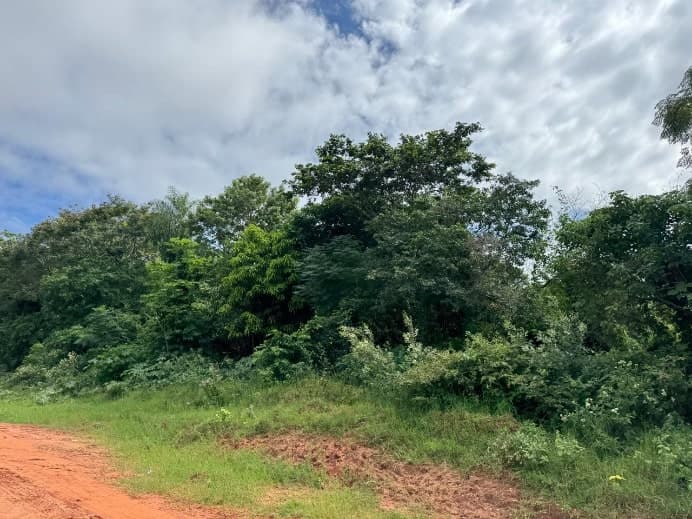 Terreno 2,5 ha en Yataity del Norte – Ideal para Agricultura — foto 5