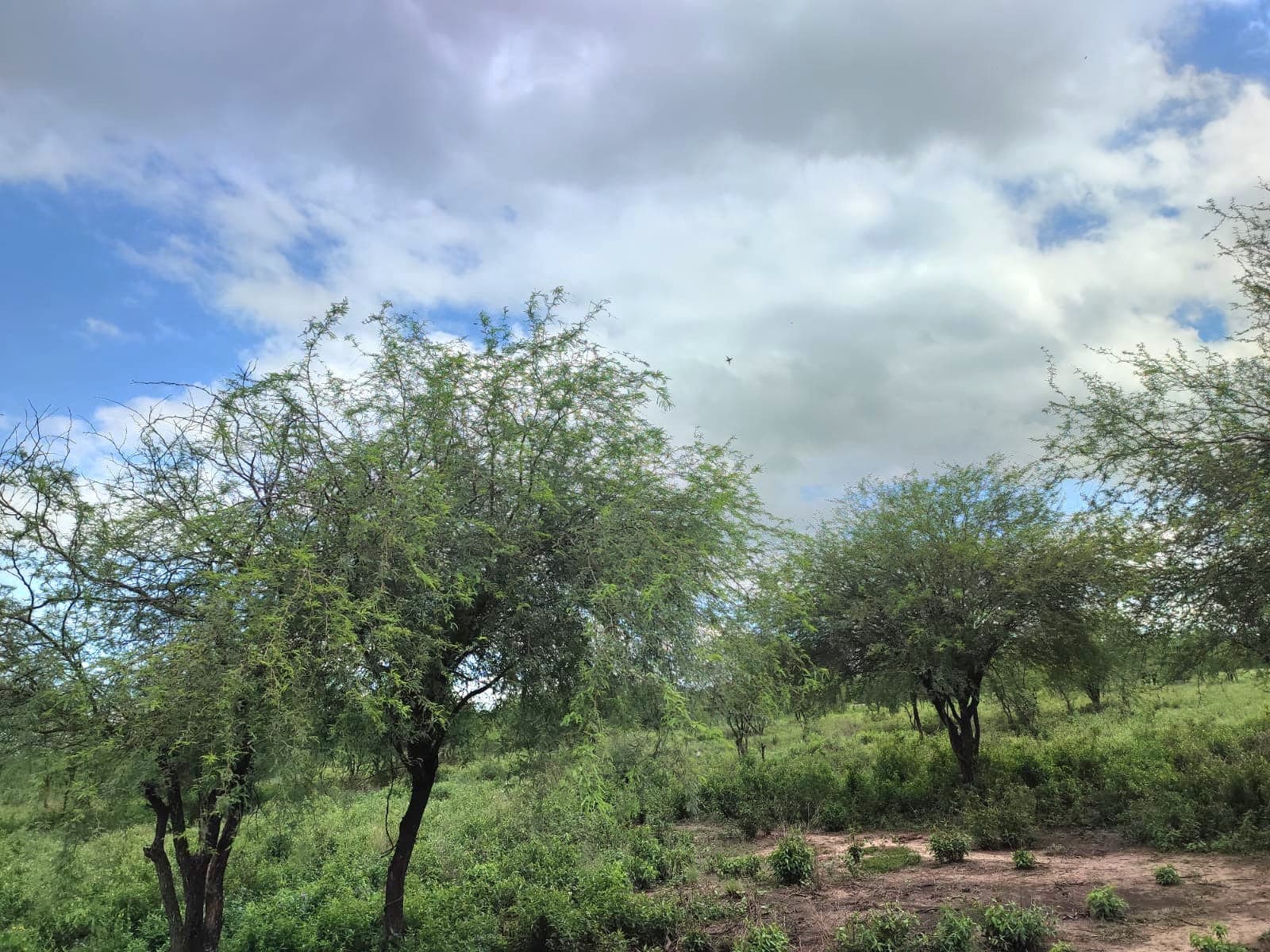 Propiedad de 57 hectáreas en Chaco'i ideal para loteamiento, foto 3