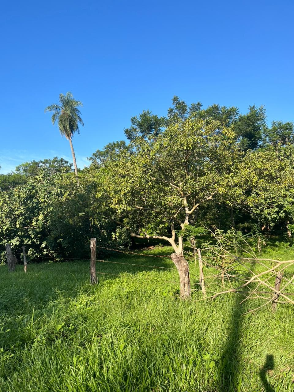 Terreno en venta coronel oviedo, foto 2