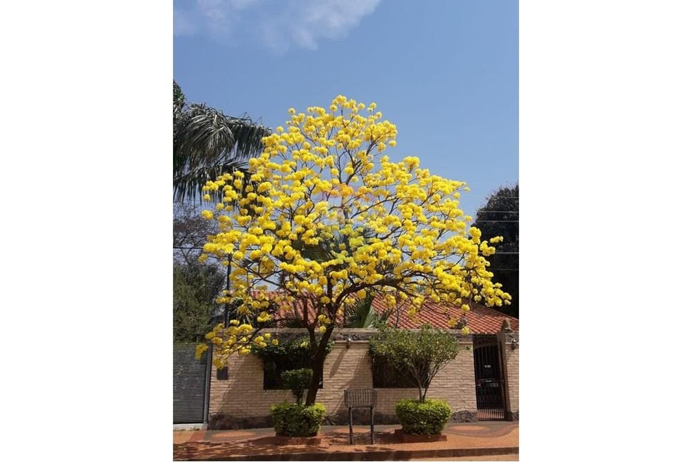 Vendo casa en Luque