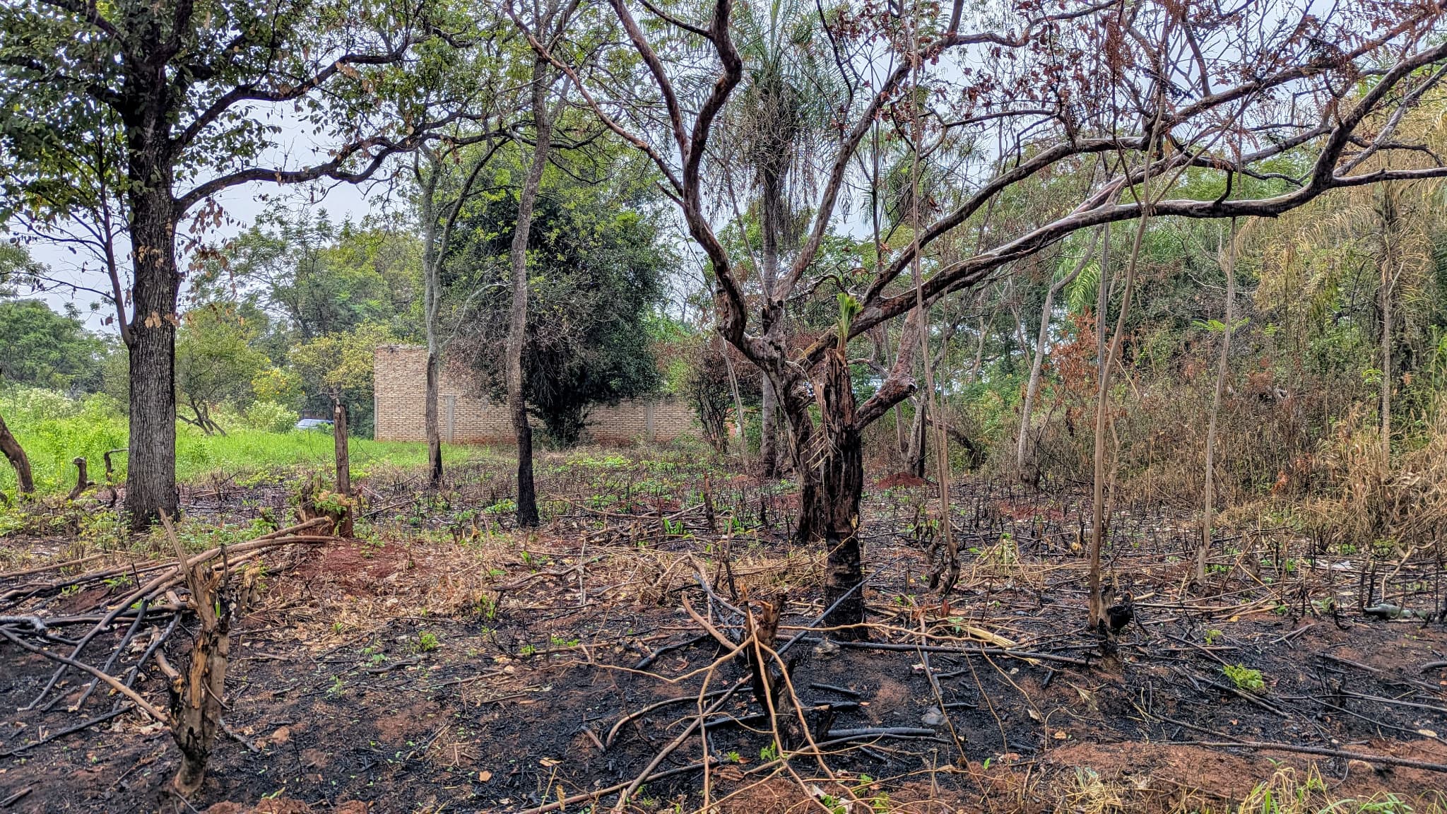Terreno Detrás Del Vivero Pozo Azul - Luque — foto 2