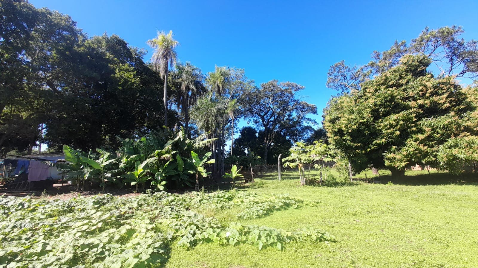 Terreno en laurelty Luque, foto 5