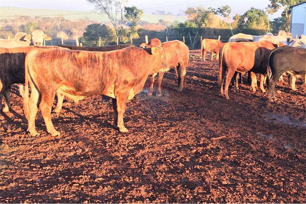 Estancia/Campo - Alquiler - Minga Guazú, Paraguay, foto 1