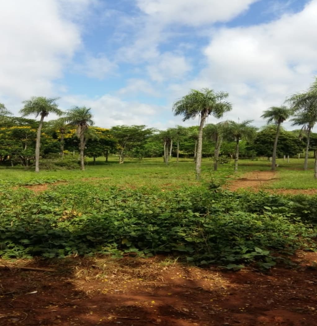 ¡Oportunidad Única! OFERTA Terreno Estratégico en Luque - Limpio, a Solo 500 Metros de Ruta San José 1 — foto 3