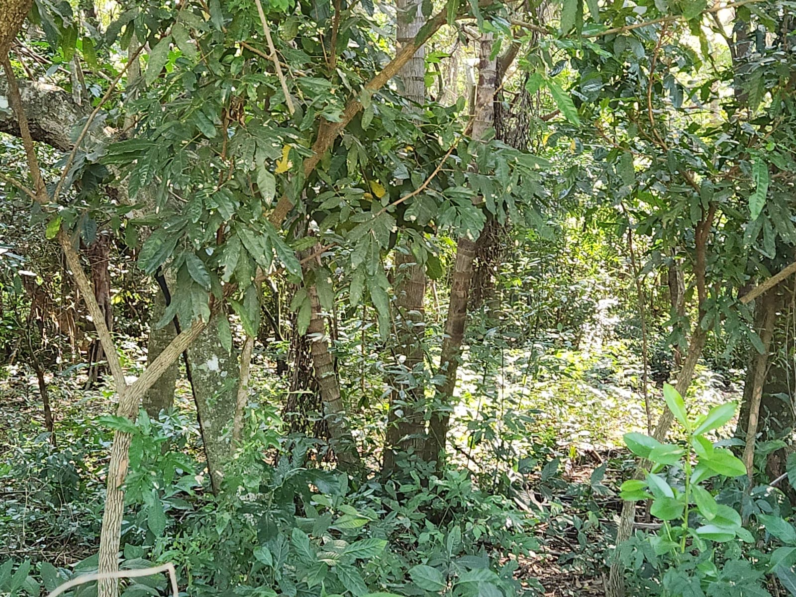 Terreno en la ciudad de Altos, foto 4