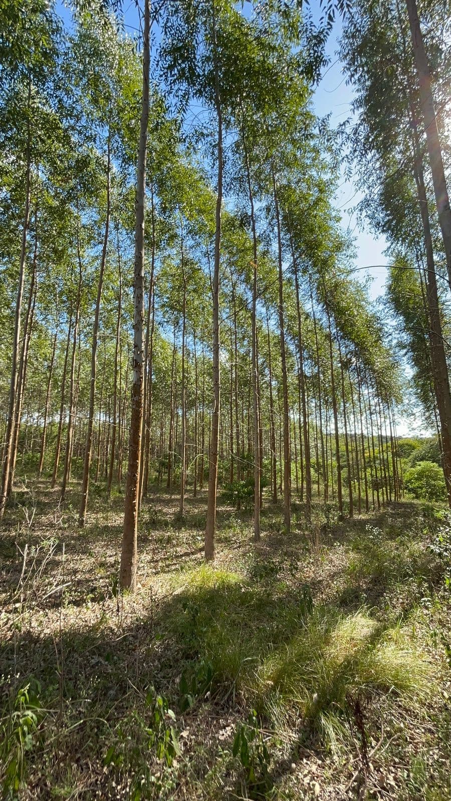 Terreno en coronel oviedo ideal para cantera, foto 3