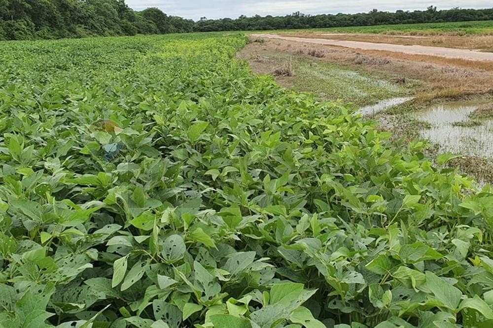 Estancia/Campo - Venta - Bahia Negra, Alto Paraguay, Paraguay, foto 4